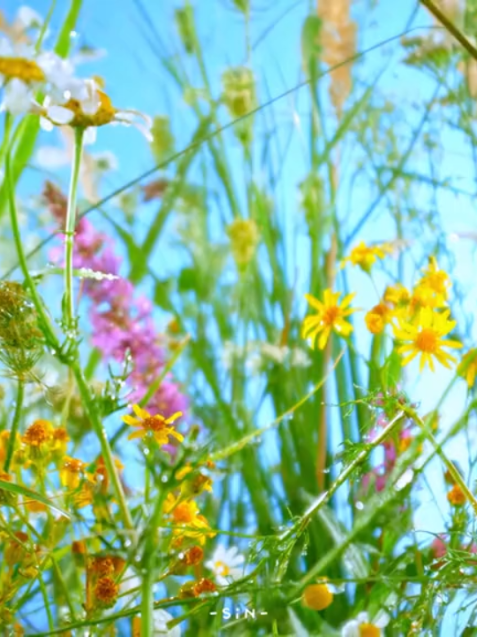 Hôm nay bạn đã đủ mệt mỏi rồi hãy dừng lại đây 30s tôi sẽ giúp bạn thư giãn. #chualanh #thugian #flowers #fyp 