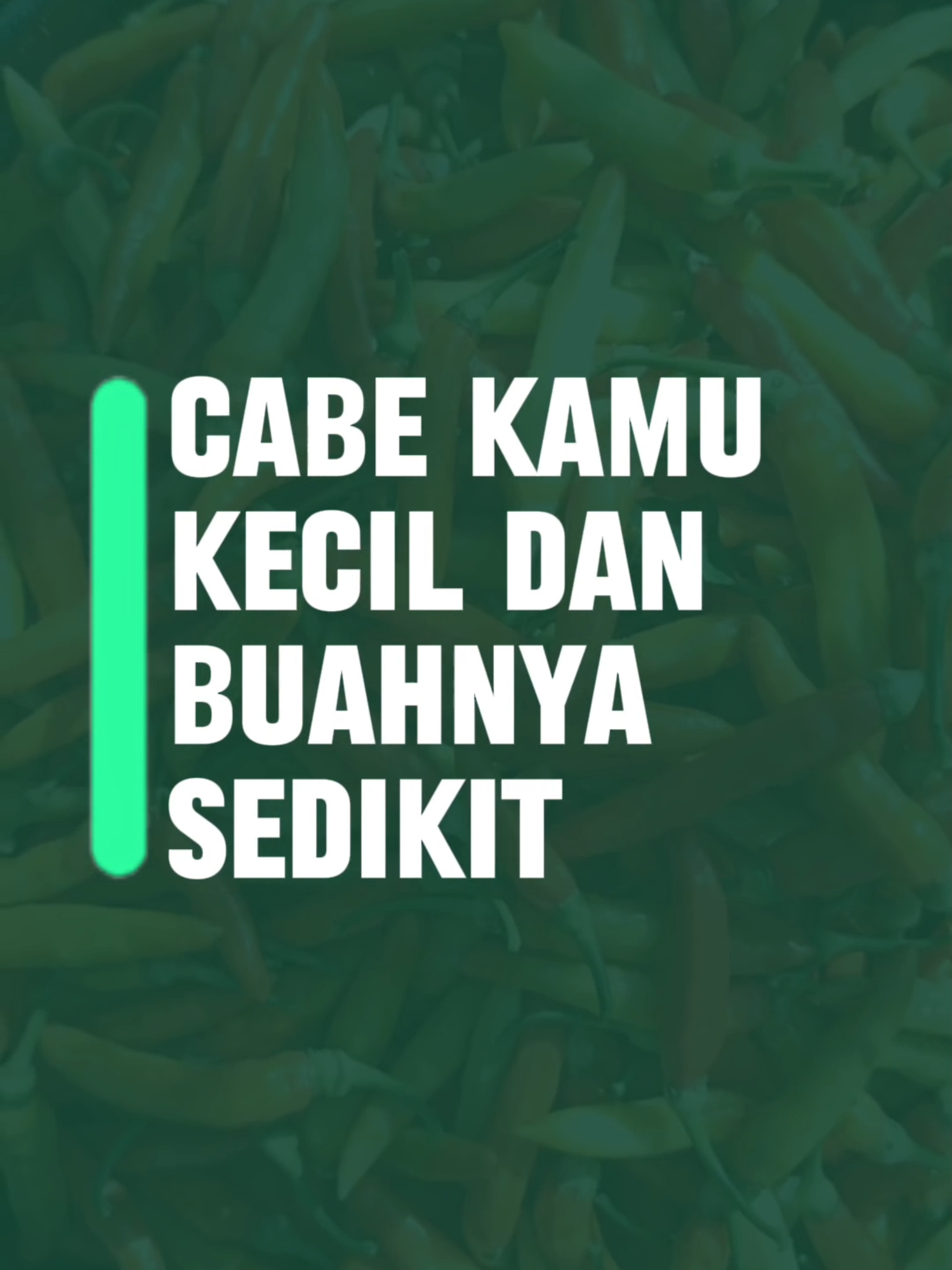 Ukuran dan jumlah buah cabai sangat dipengaruhi oleh asupan nutrisi saat tanaman mulai berbunga dan membentuk buah. Jika nutrisi kurang, cabai bisa tetap kecil dan produksinya rendah. POC Cabai Planty Grow membantu tanaman menyerap hara lebih baik, memperkuat batang, dan mendukung pertumbuhan buah lebih optimal. Panen lebih padat dan panjang bisa dicapai dengan perawatan yang tepat. Gunakan kode PLANTY30 untuk diskon 59% saat check out! #cabaihebat #plantygrow #poccabai #pertanianorganik #tanamansehat #panencaba #buahpadat #hasilpanen