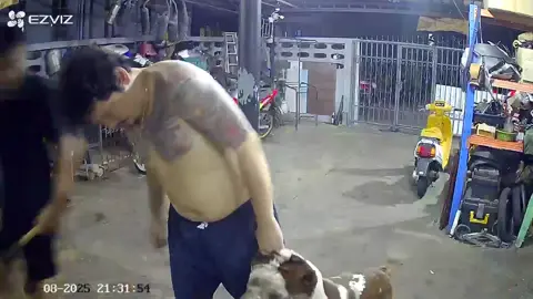 #น้องหมา #หมาพิทบูล น้องติดสัตว์กัดกัน ดีที่น้องไม่ตุย