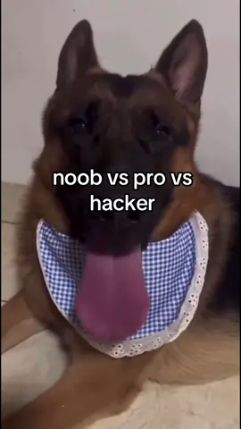 noob vs pro vs hacker 