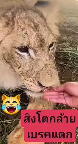 รักหรอกถึงหยอกเล่น🦁#หนิงเลี้ยงสิงโต #สรพงษ์ 