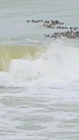 Đàn Vịt này bị lũ quyét cuốn từ Sông Cái ra biển Nha trang,chới với giữa những con sóng lớn và phải vật lộn từng giây để giành lấy sự sống.#Cảnh  đẹp biển#xuhuongtiktok 