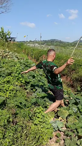 #fyppanen kubis di afrika🇧🇩🇨🇩🇺🇳#fypbanlades#fypindo 🇮🇩