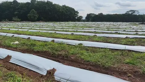 mulai merintis....  #semangka #semangkalampung 