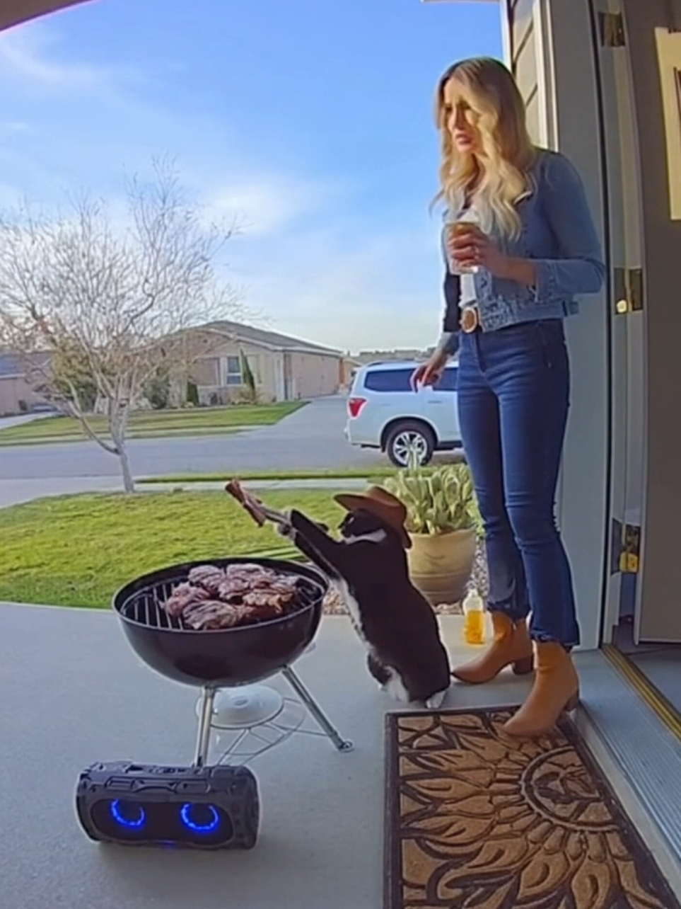 Se va armar o no la carnita asada? 🐈‍⬛🤍🤣 #gatos #meme #carnitaasada #gatos 