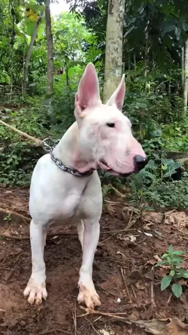 kecaw #terpit #bullterrier #dugong #porbi #anjingpemburu 