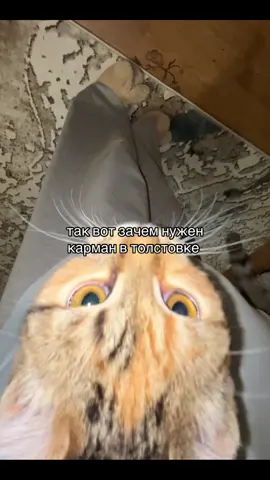 это его истинное предназначение 