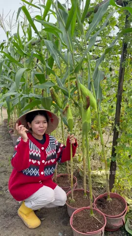 Chắc như bắp, trồng bắp ăn Tết bà con ơi 