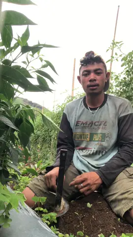 Benatess #pyf #pypシ 