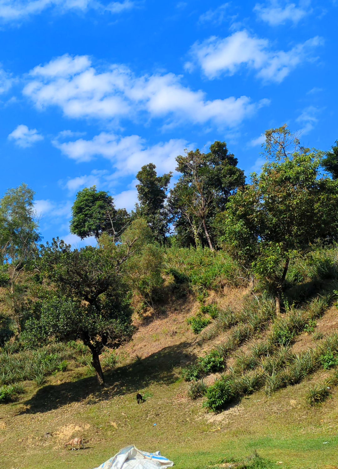 প্রকৃতি যেনো ডাকতেছে।🥰🌿🌿🩷 #foryou #foryoupage #netural #tiktok #viralvideo 