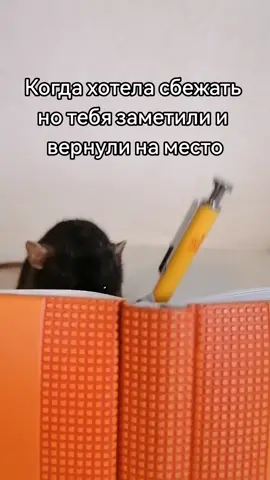 🐀💕 #ушистандарт #ушидамбо #нессипэри #юккиночка #крысы #крысадамбо #декоративнаякрыса #rat #ratpet #rodentrat #крыса 