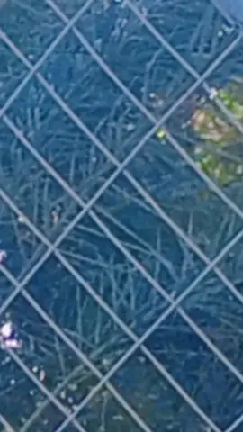 ويه الطيور الطايره#هاشتاقات_تيك_توك 