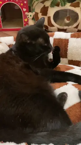 These beds have a waterproof removable and washable cover and are so cozy #catbed #catsoftiktok #fyp #BFCM #tiktokshopblackfriday 