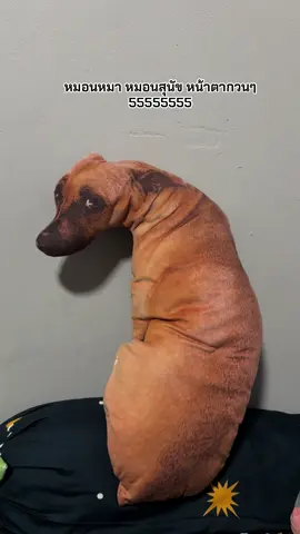 ตัวไรนิ เหมือนของจริงมาก #หมอนสุนัข #หมอนน้องหมา #หมอนเหมือนจริง #ร้านเมย์ขายทุกอย่าง 