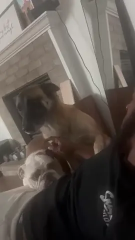 Dog parent life; me trying to get through to the bulldog 😂😂😂 I think the malinois agrees with what I'm saying tho 🤣🤣#malinois #bulldog #dogparents #attitude #viral 