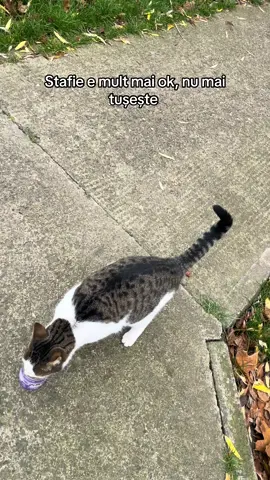 Îmi pare rău ca am fugărit cainele ăla, dar Stafie se teme rău de el. #straydogs #fypdogs #pentrucaini #dogslover #dogsoftiktok 