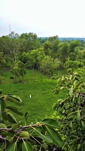 #inpo #anggur #metureh #fypシ゚ #masukberandafyp 