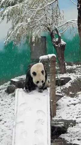 #panda #tiktok #xuhuong #đềxuất #viralvideo 