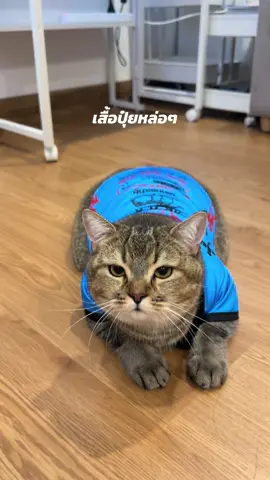 รูปหล่อเสื้อปุ๋ย #เสื้อแมว #เสื้อแมวน่ารัก #เสื้อสัตว์เลี้ยง #เสื้อน้องแมว #ทาสแมว 