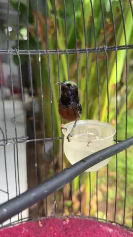 Konin yang pernah kecemplung nektar , sekarang sudah mulai gacor nambah isian 🔥 , vitaminnya sup plus bird 👍 #gacormaxx #kicaumania #burungkicau #pecintaburung #hobi 