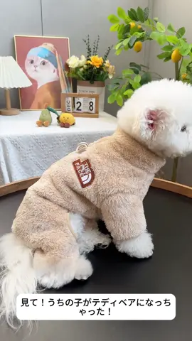 この可愛さでこの価格はありえない！#犬のいる生活 #犬のいる暮らし #ペット用品 #ペットケア #犬 