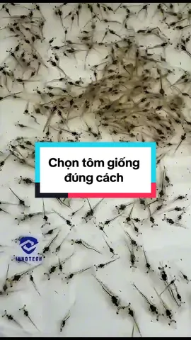 Tôm giống thân trong, ruột thẳng, phản xạ nhanh và đồng đều kích cỡ thường là dấu hiệu khỏe mạnh, ít stress và dễ thích nghi ao nuôi. Chọn đúng con giống chuẩn giúp giảm hao hụt và hạn chế rủi ro bệnh ngay từ đầu vụ.#INNOTECH #NUÔITÔM #moitruongnuoitom #visinhnguyenlieu #tomgiong 