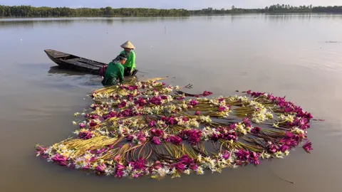 Bình yên giữa mùa nước nổi Mộc Hoá #xuhuongtiktok #langnoitanlap #canhdepthiennhien #dulichvietnam #longan 