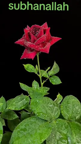 #creatorsearchinsights #subahanallah #islamic_videos #hashtage 