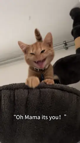 Cat Talking#funnycat #funnyvideos #tiktok #funnymoments #Foryou #cats #tiktokcats #funnyvideo #funnytiktok #cat