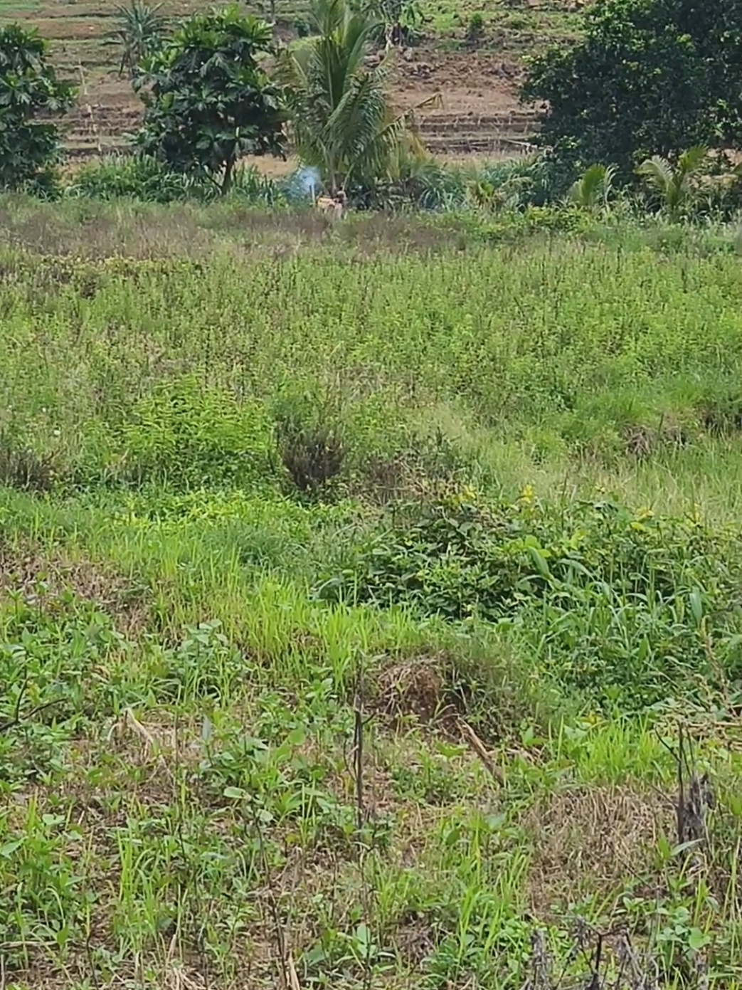 Campa mesin semprot 2 tak#fyppppppppppppppppppppppp  #racing #jagungkuning🌽 #bismillahfyp #campacampanakasulawesi😎😂 