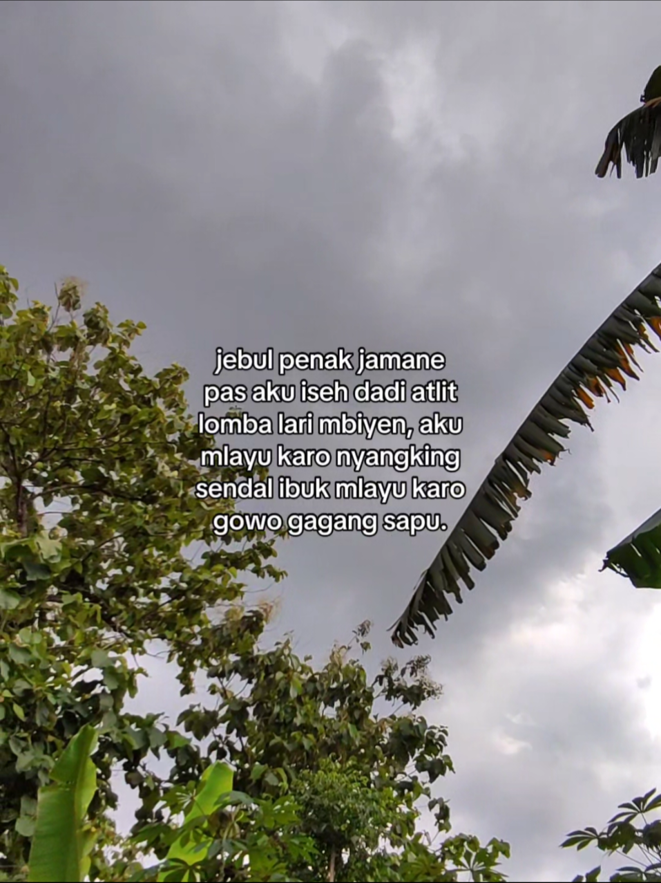 kadang yo bonggol kayu 