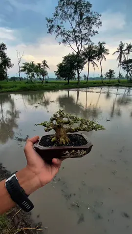 Sancang shito 9cm MODE SAWAH #bonsai #bonsaiindonesia #themax30cm #sancang #bonsaishito 