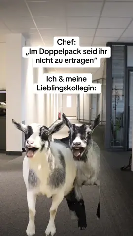 Markiere wer so ist #arbeit #arbeitskollegen #chef #arbeitsmemes #lieblingskollegin 