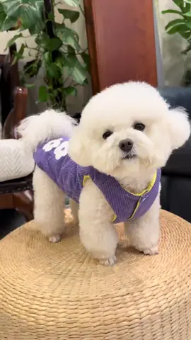 áo cho cún#pest #chó #thucung #xyzbca #xuhuong 