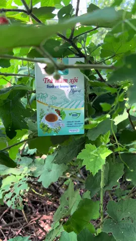 Trà mâm xôi mix vị #tramamxoi #mongcon #dayniemmac #daothaidichviem #dieukinh 
