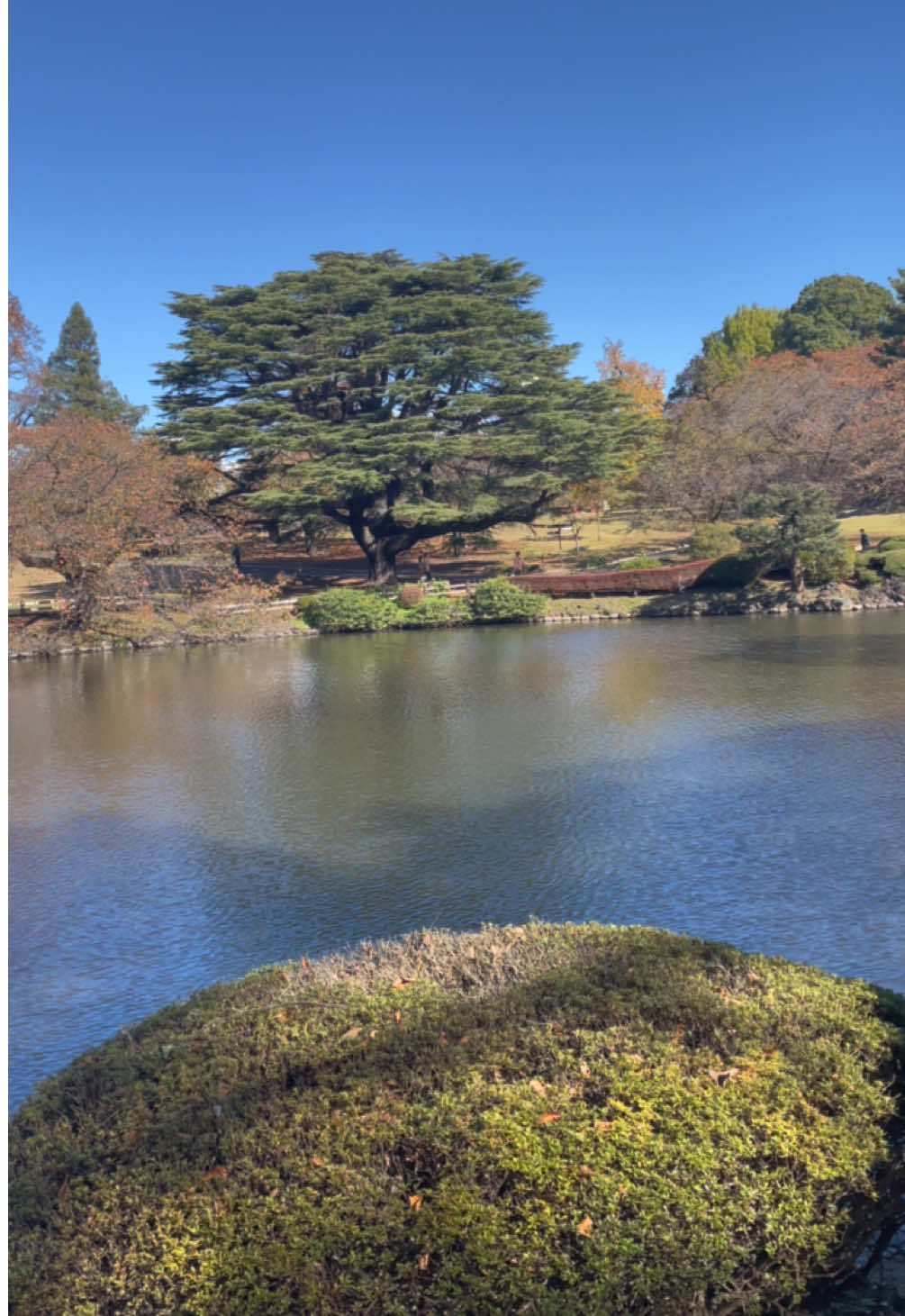 A glimpse of Shinjuku Gyoen national garden in Autumn✨
