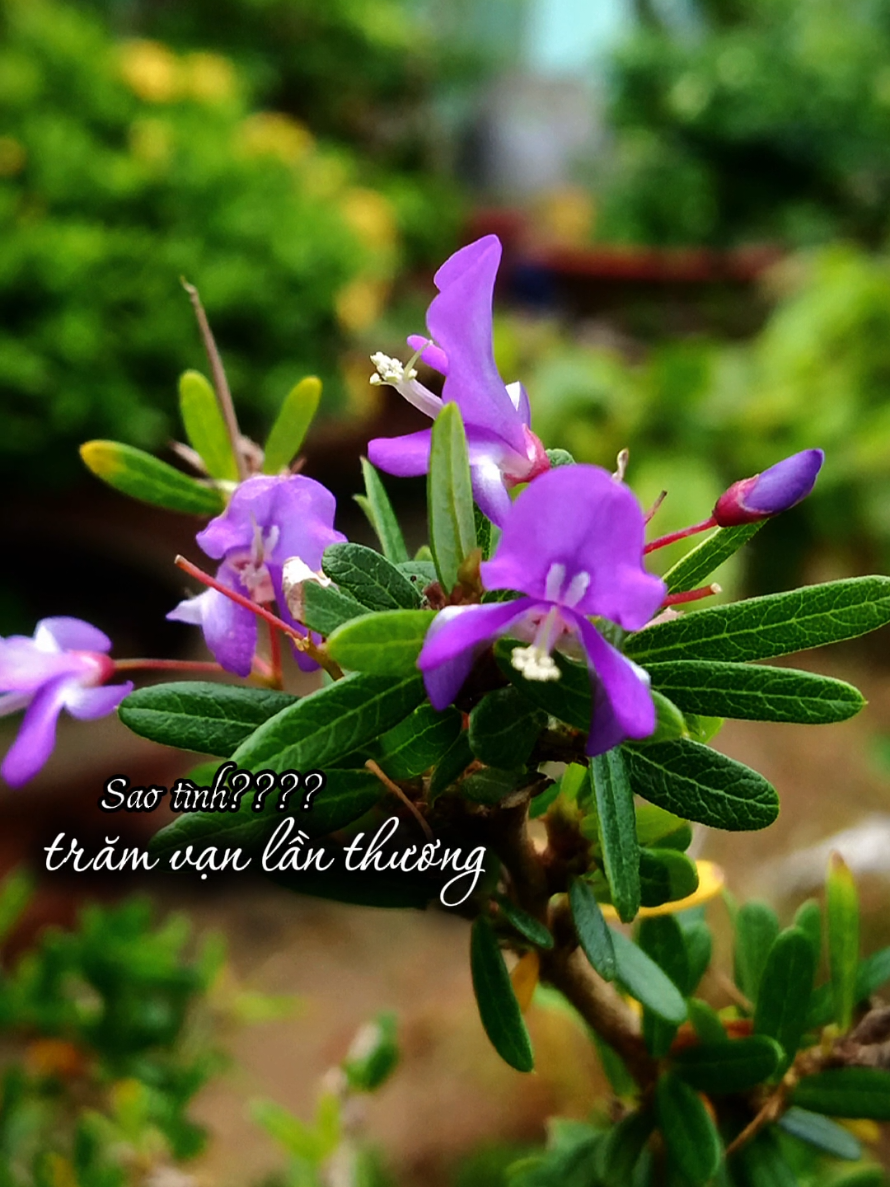 ....thương..... #nhachaymoingay  #foryou  #fpy  #lặng989  #bolero