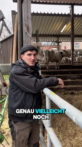 Wer sagt, Kühe können keine Treppen laufen? Unsere beweisen das Gegenteil 😄🐄 #kühe #hofalltag #milchvieh #bauernhof #funfact 