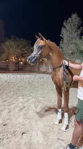 #dreamcenter9 #الخيل_العربي_الاصيل #دريم_سنتر #خيل_عربي #خيل 