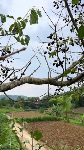 anggur Madura Pamekasan#foryoupage #fyppppppppppppppppppppppp #fyp4u 