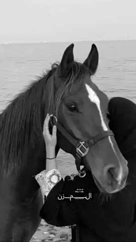 #ودعتك الله مابقى شىء ينقال ألا انك أجمل شي مر بحياتي. 🤍#مجرد________ذووووووق🎶🎵💞 #اكسبلور #اعادة_النشر🔃 #متابعه_ولايك_واكسبلور_فضلا_ليس_امر 