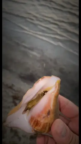 الحلزونه انا اعاين وهو يعاين 😅