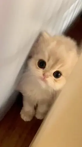 Omg my Shayla #kitten #cute #catlover #littlekitten #catbaby 