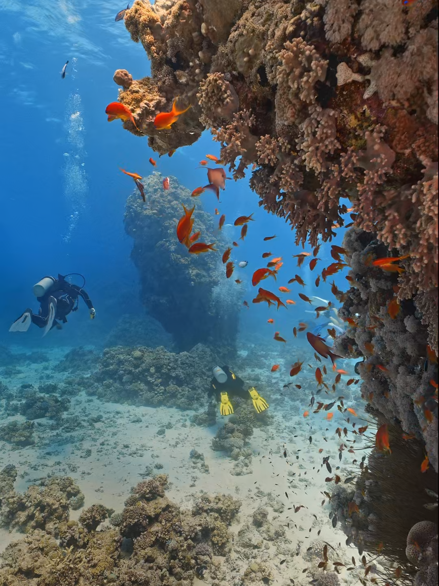 This place is insane, reef towers everywhere 😍🪸 Red Sea Egypt 🇪🇬 #redsea #egypt #scubadiving #ocean #foryou 