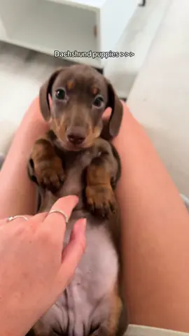 My little babies 🥹🫶🏼 #sausagedog #dachshundpuppy #sausagedoglife #minidachshundpuppy #sausagedogpuppy 
