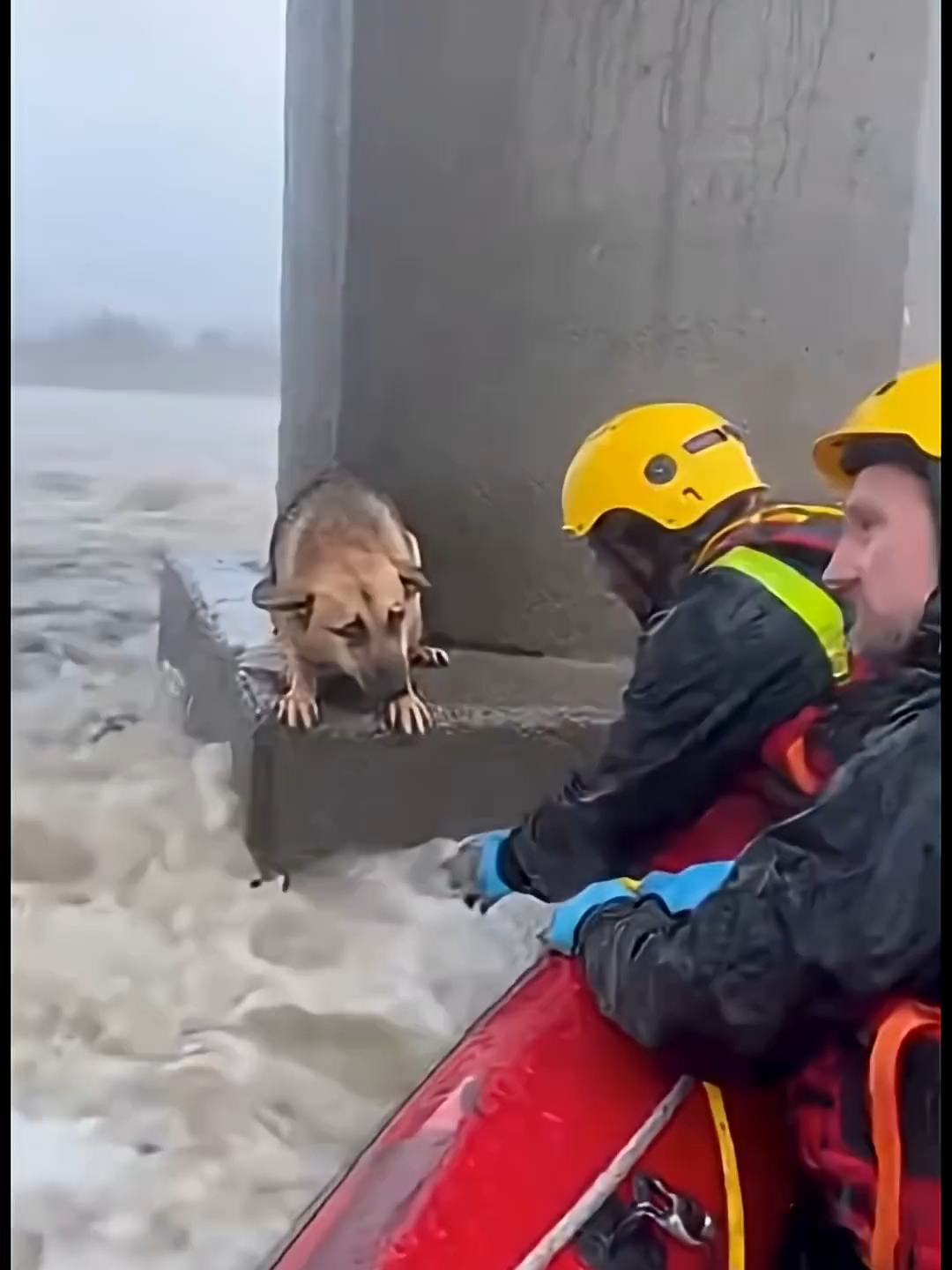 Bridge to Safety_ Hero Rescues Dog Stranded on Pillar in Raging Flood #dog #rescue #shorts