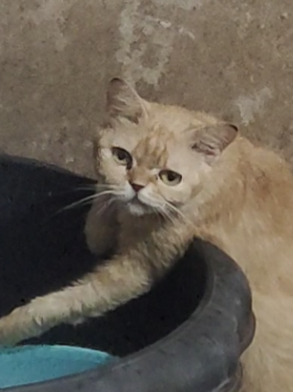 ฉันเป็นไก่เน่าที่มีกล้าม เพราะฉันชอบเล่นน้ำที่สุด😆 #แมวน่ารัก #แมวตลก #แมวส้มตัวตึง #ส้มจี๊ด