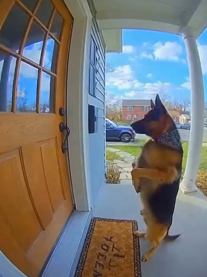 AI has officially turned everyday pets into full-blown fantasy characters. Thanks to OpenAI’s Sora 2, the internet is exploding with hyper-realistic clips of a dog using “magic” — unleashing a playful shockwave that sends porch decorations flying and lightly surprising the lady opening the door. What started as a silly fantasy idea has become a viral showcase of how far AI video generation has come. Sora 2 can now recreate cinematic particle effects, realistic motion, and perfectly timed magical chaos — all from a single text prompt. The result looks so real you might actually believe your dog has been hiding wizard powers this whole time. It’s funny, dramatic, and wildly entertaining all at once. Would you train your dog in magic… or keep it a secret? 👀💬 Join the fastest-growing AI community on TikTok @longliveai #ai #sora #dog #magic #viral #meme #aivideo #aiart #sora2 #openai #fantasy #anime