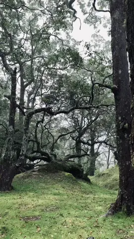 Kesini lagi yuk #nttpride🏝🔥fypシviral 