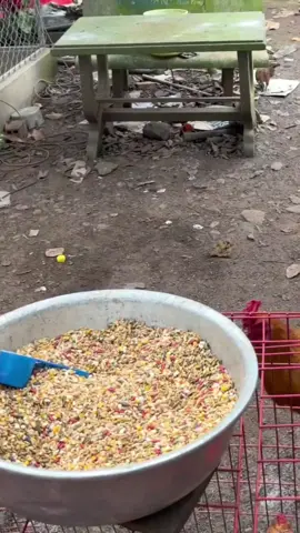 anh em nuôi nhiều thì mua 10kg cho tiết kiệm nha#ngucocchoga #gatre #ganoi 